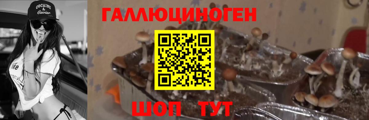 Псилоцибиновые грибы GOLDEN TEACHER  Галлюциногенные грибы Psilocybe  Вход с VPN  Выкса 